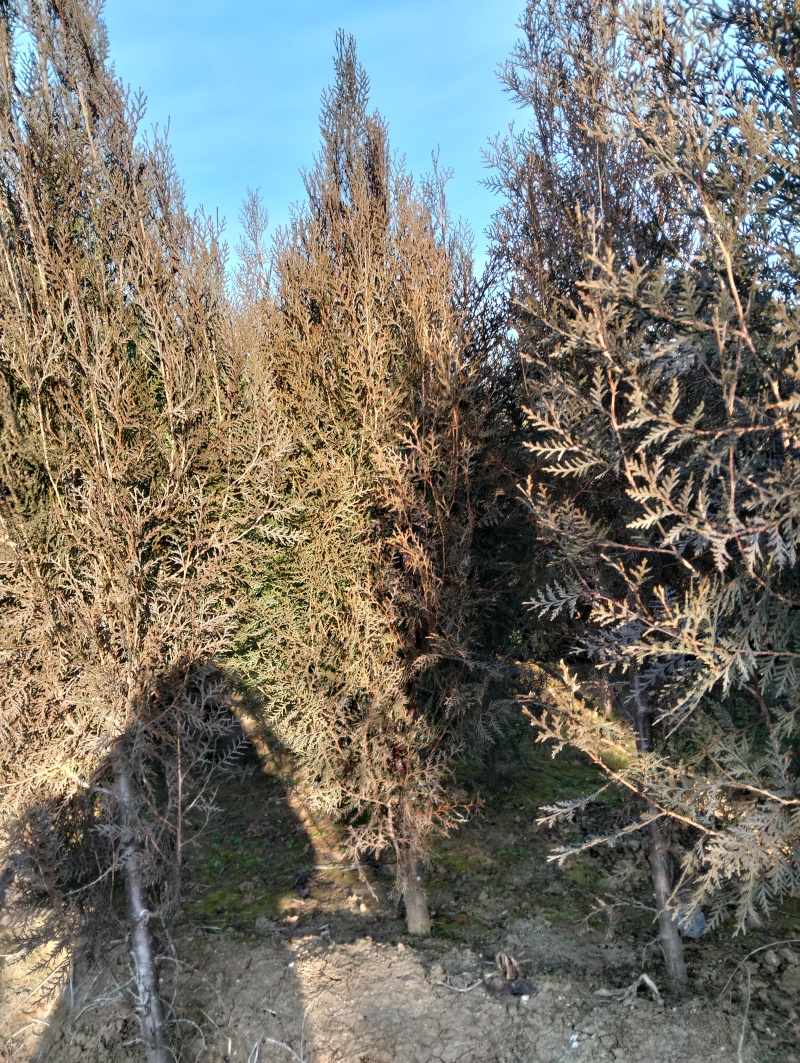 侧柏基地供应，现场看苗，挖苗，负责装车，协助配车，可实地