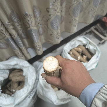玉林糯米木薯