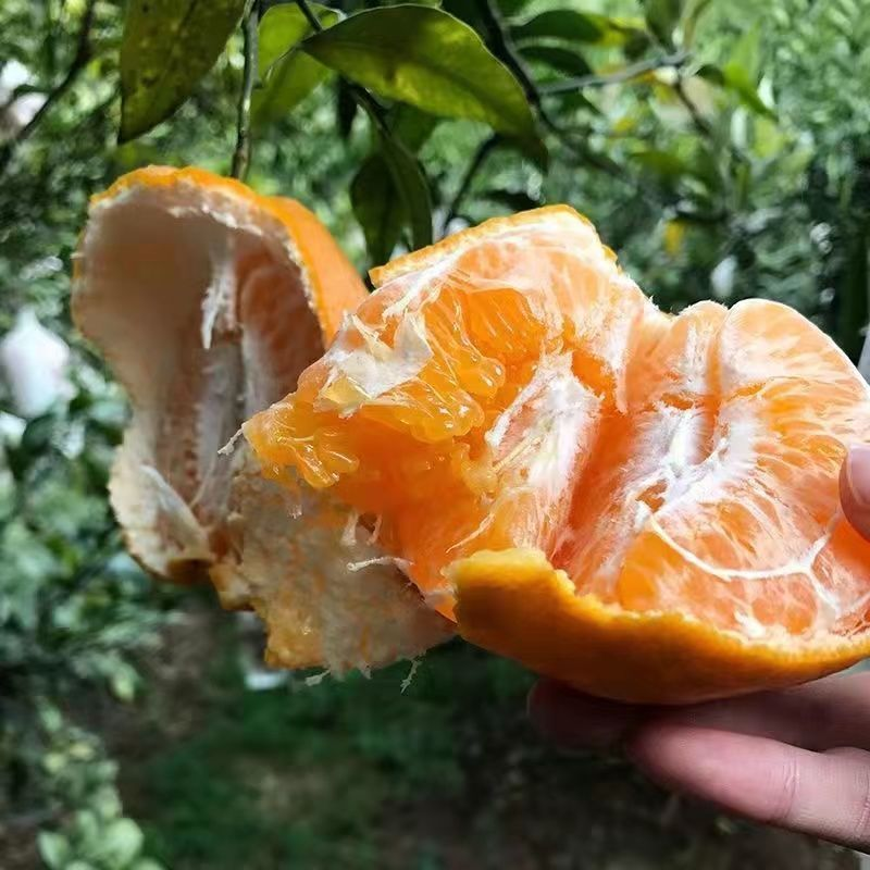 【春见柑桔】四川耙耙柑纯甜电商果市场果外贸订单等