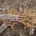 基地直供厚皮川黄柏苗量大价优欢迎来电