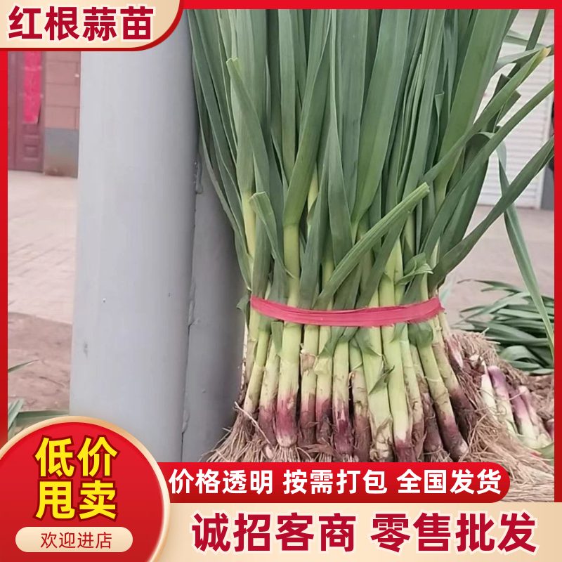 江苏徐州市红根蒜苗基地，根红叶青，提供水洗，交通便利。