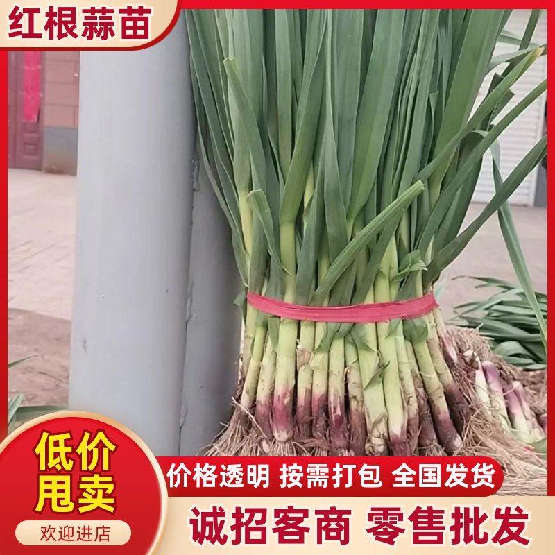 江苏徐州市红根蒜苗基地，根红叶青，提供水洗，交通便利。