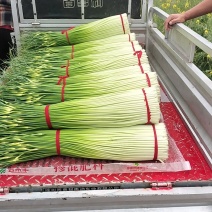 江苏徐州市丰县白包蒜薹，正宗川蒜薹，实事求是发货诚信为本