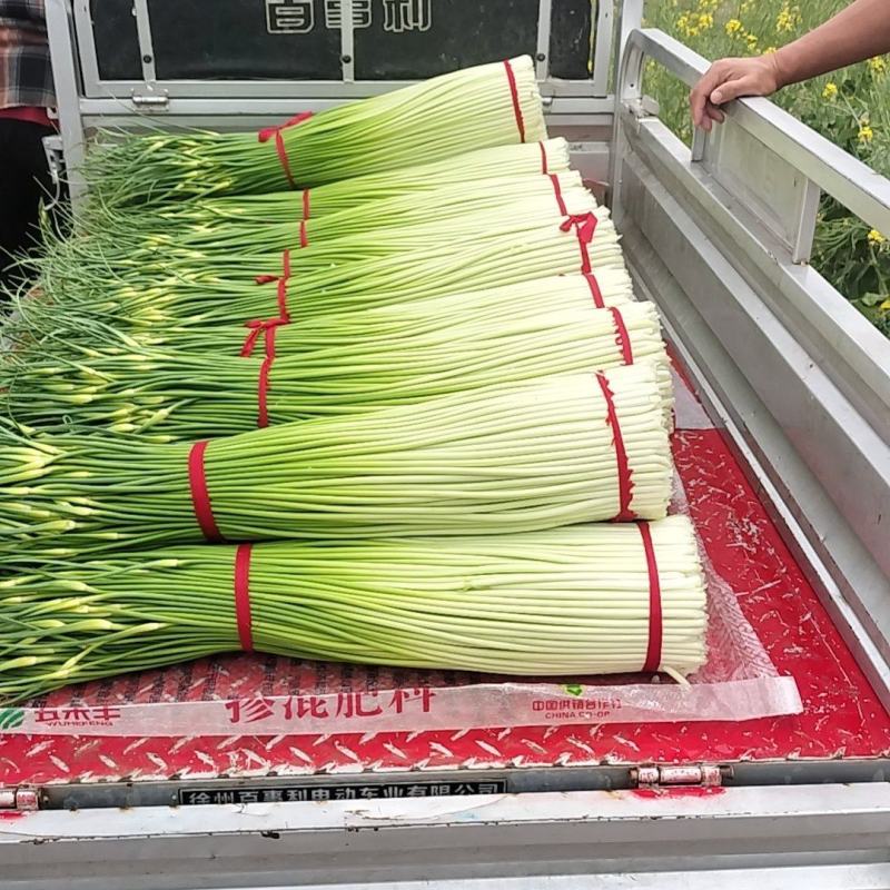 江苏徐州市丰县白包蒜薹，正宗川蒜薹，实事求是发货诚信为本