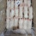35-40小猪蹄子，