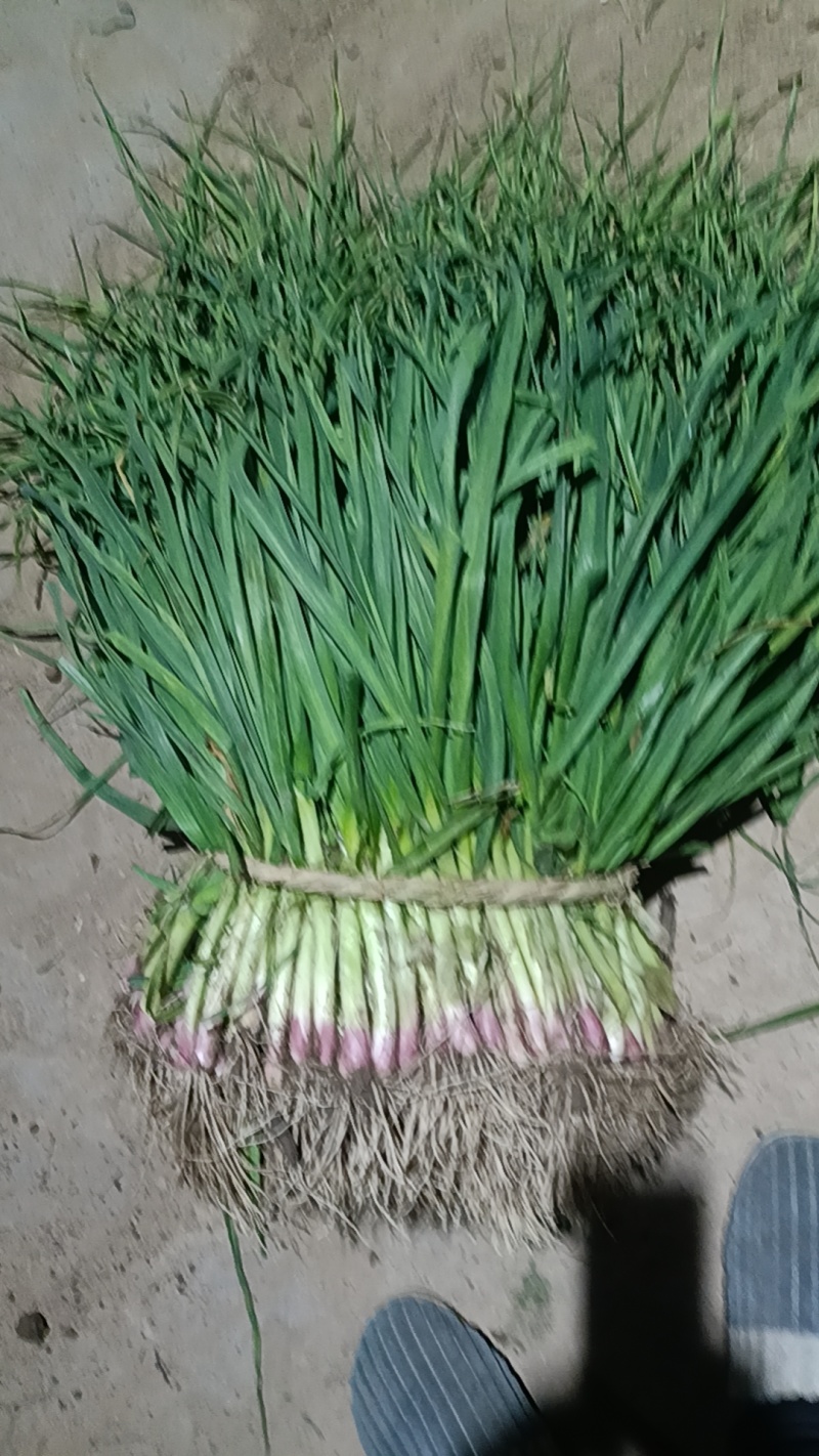红根蒜苗