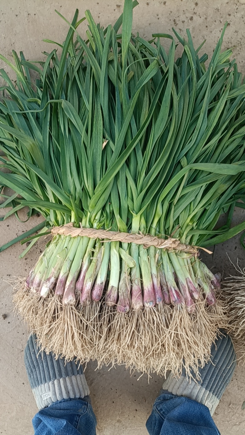 红根蒜苗