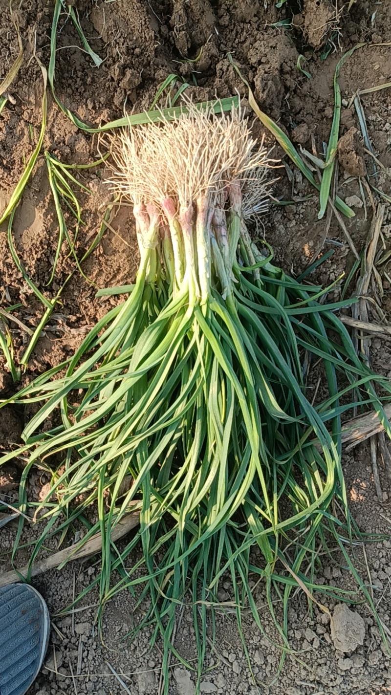 红根蒜苗