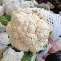 有机花，青梗散花，湖北松花菜，产地大量出货，量大从优