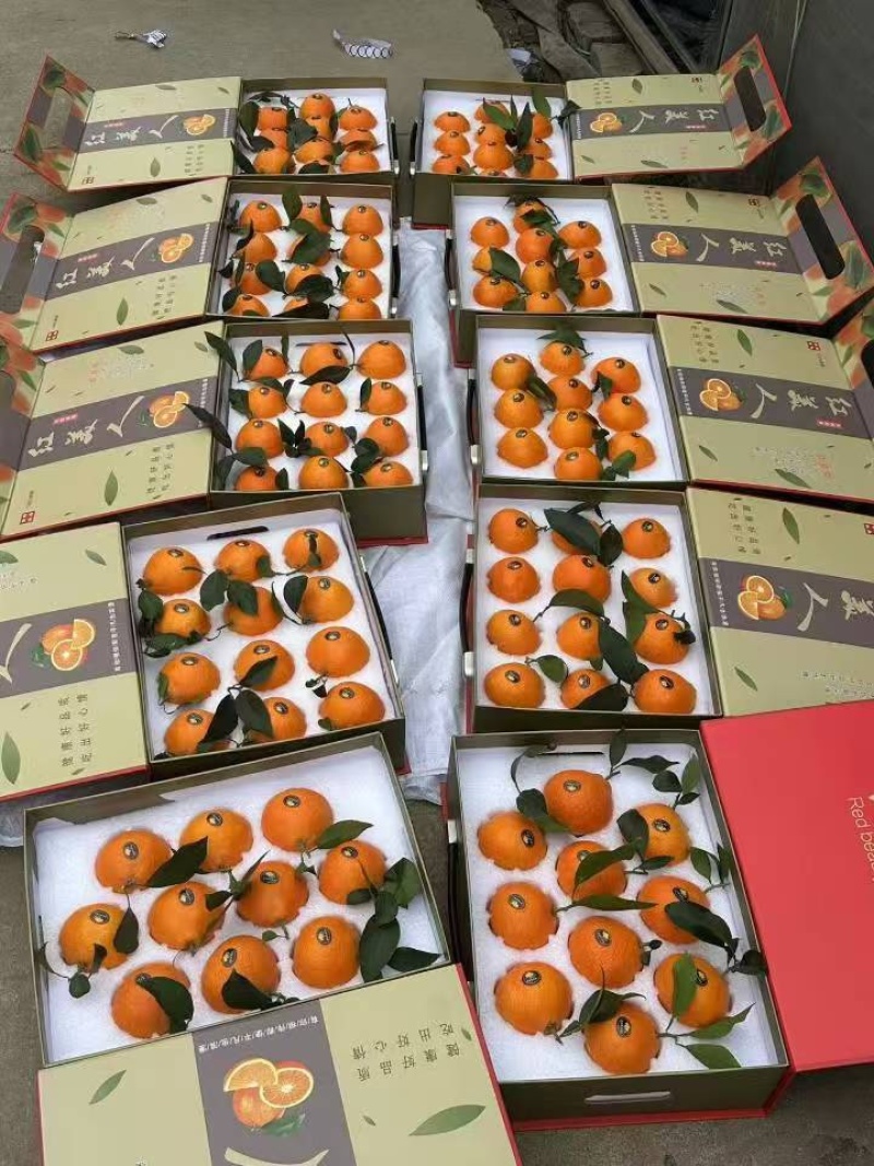 红美人蜜橘一手货源量大从优价格实惠欢迎来电