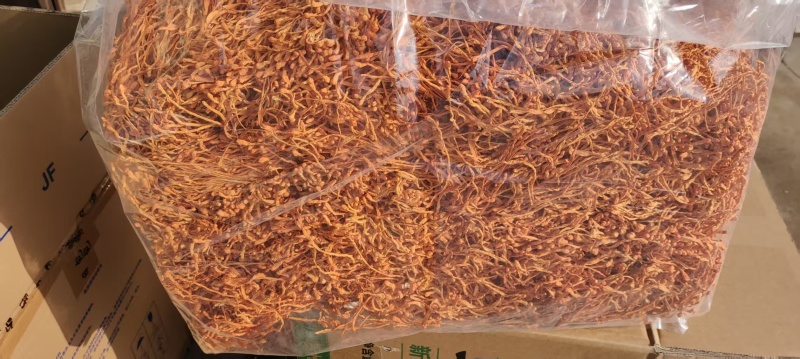 原产地虫草花
