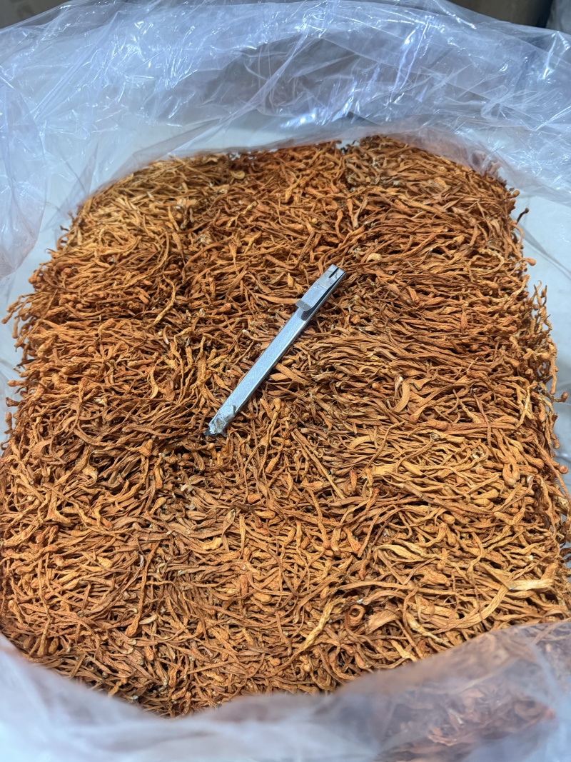 原产地虫草花