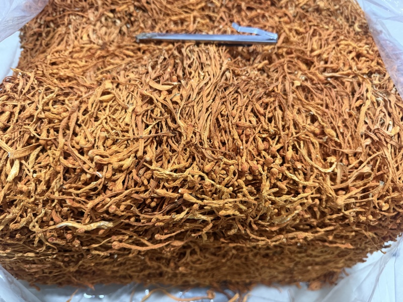 原产地虫草花