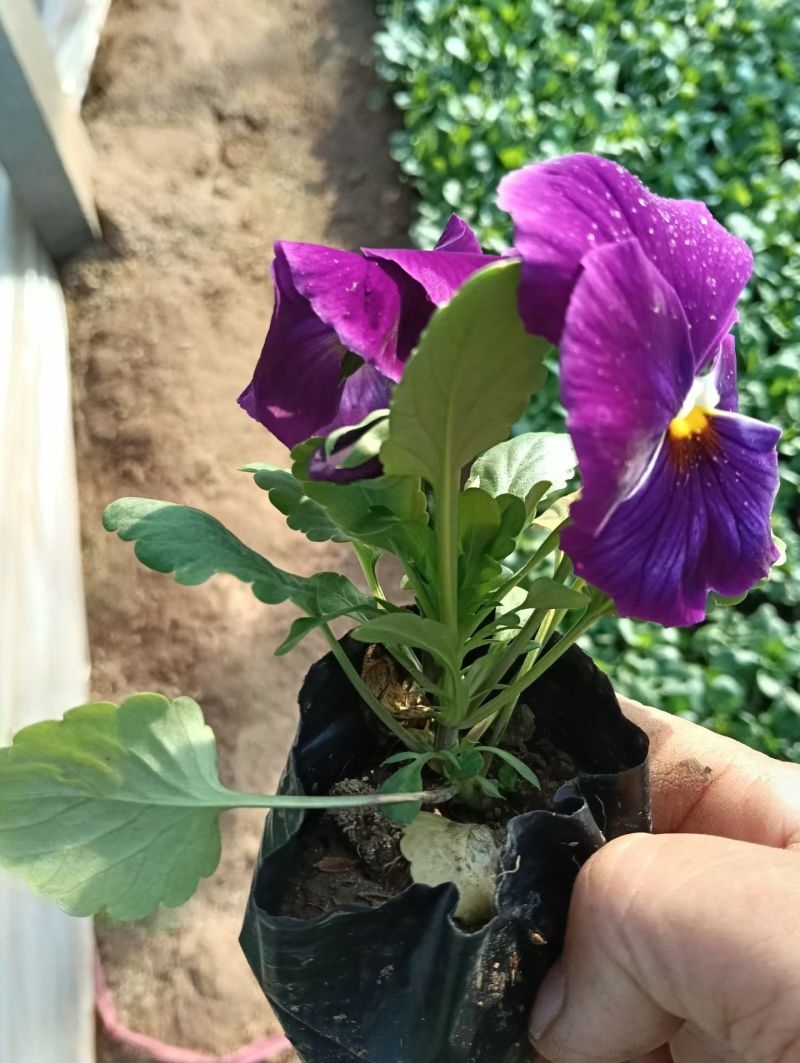 抗寒类花卉植物三色堇颜色多，基地直供，可视频看货