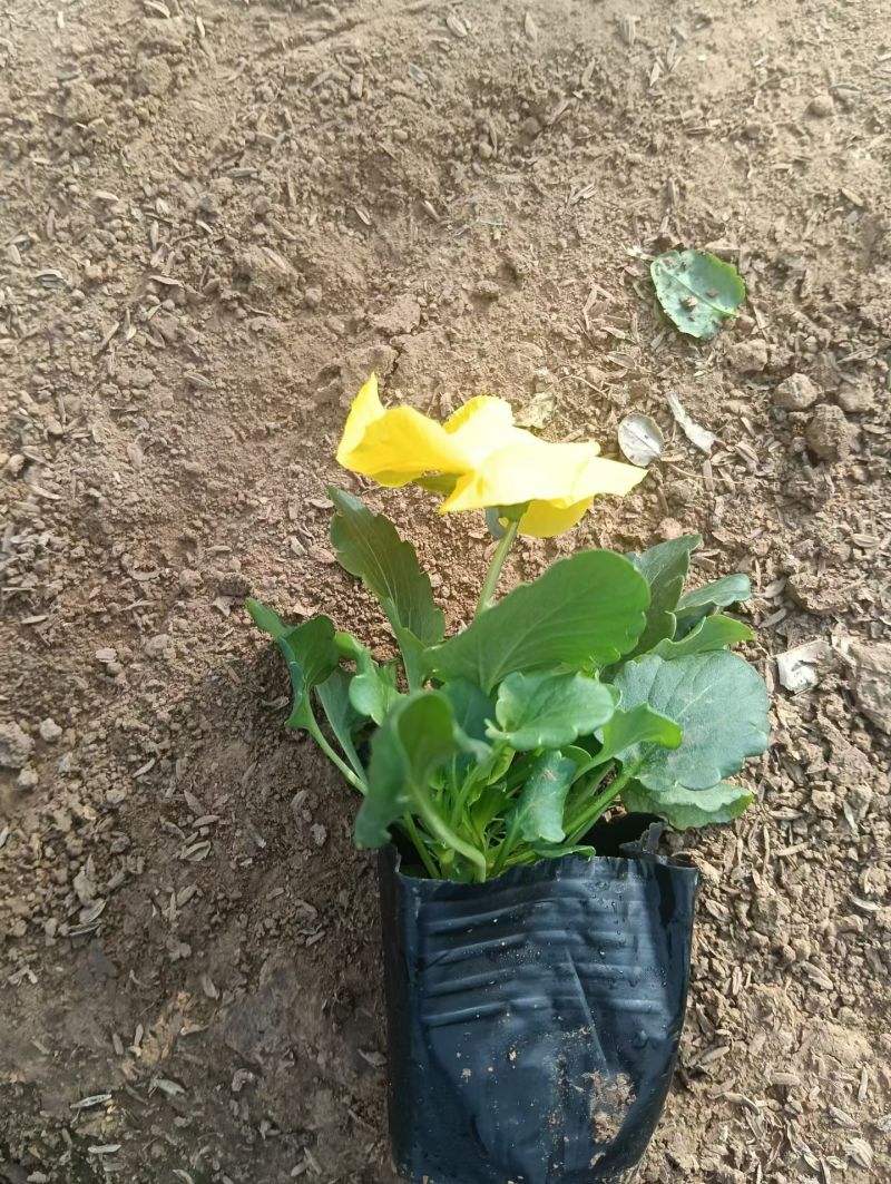抗寒类花卉植物三色堇颜色多，基地直供，可视频看货