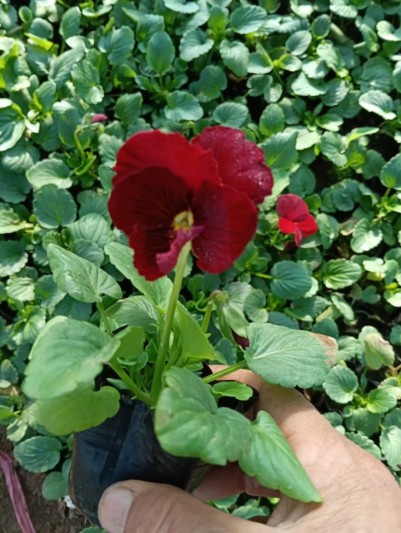 抗寒类花卉植物三色堇颜色多，基地直供，可视频看货