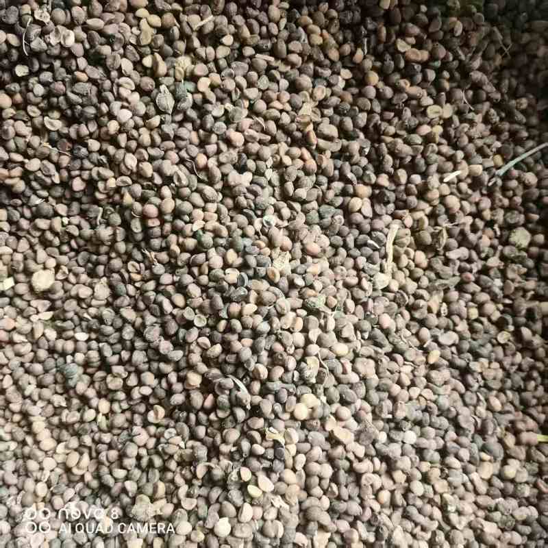 灵山白梗空心菜种子，一手货源，保质保量，诚信经营，欢迎选