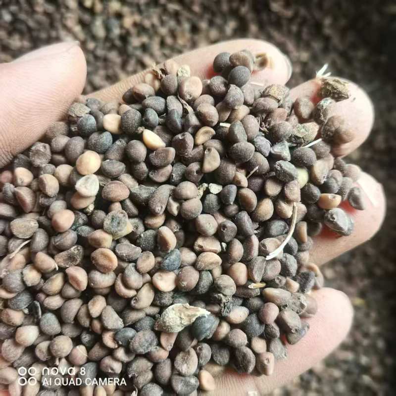 灵山白梗空心菜种子，一手货源，保质保量，诚信经营，欢迎选