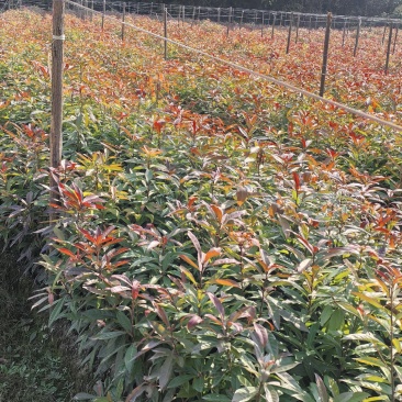 江西一年木荷杯苗，一年两年杯苗，裸根苗大量有货