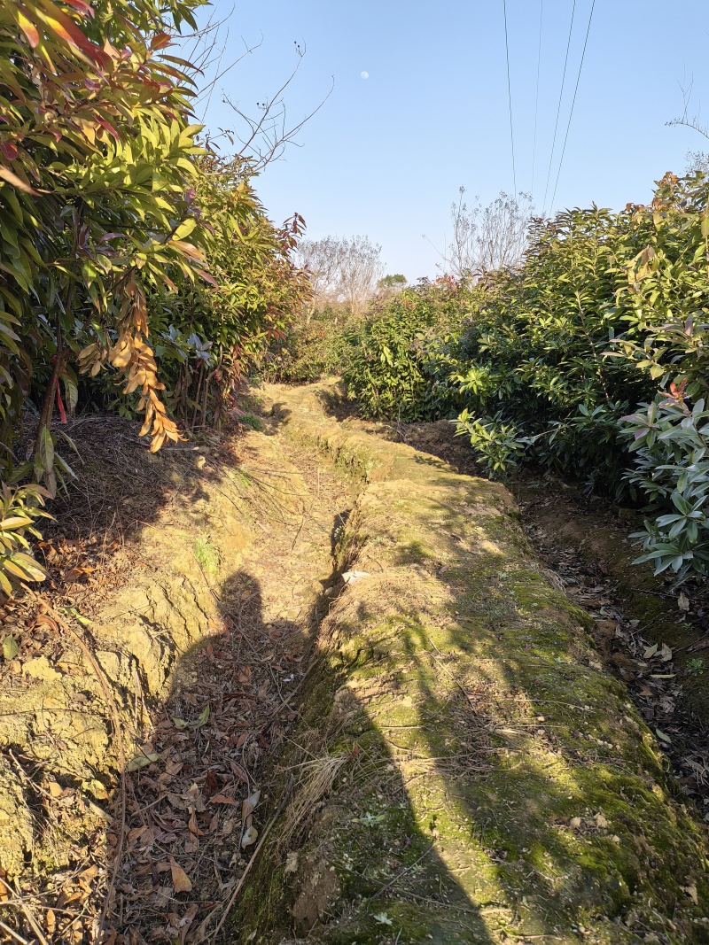 江西一年木荷杯苗，一年两年杯苗，裸根苗大量有货