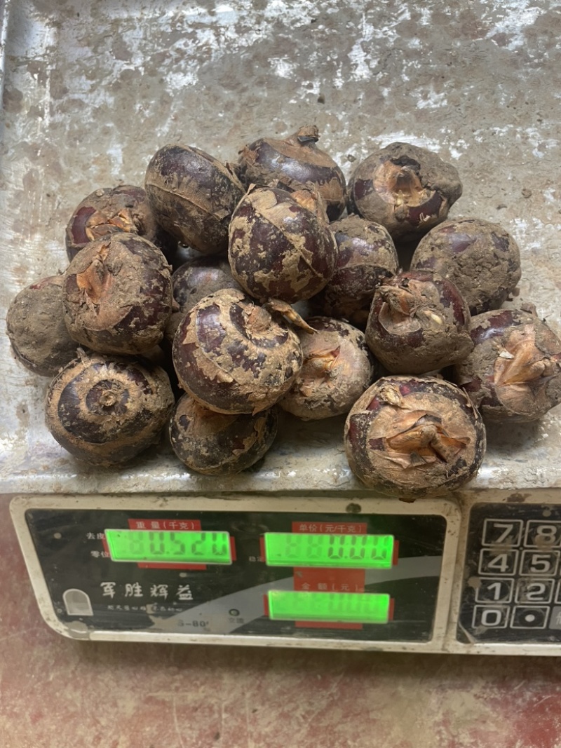 新鲜马蹄一件代发全平台代发