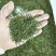 四川竹叶青茶2025新茶品质保证茶汤清香量大可走批发价