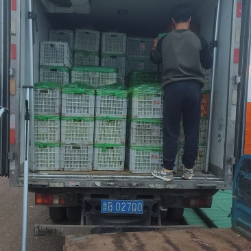 大量供应上海青，常年有货