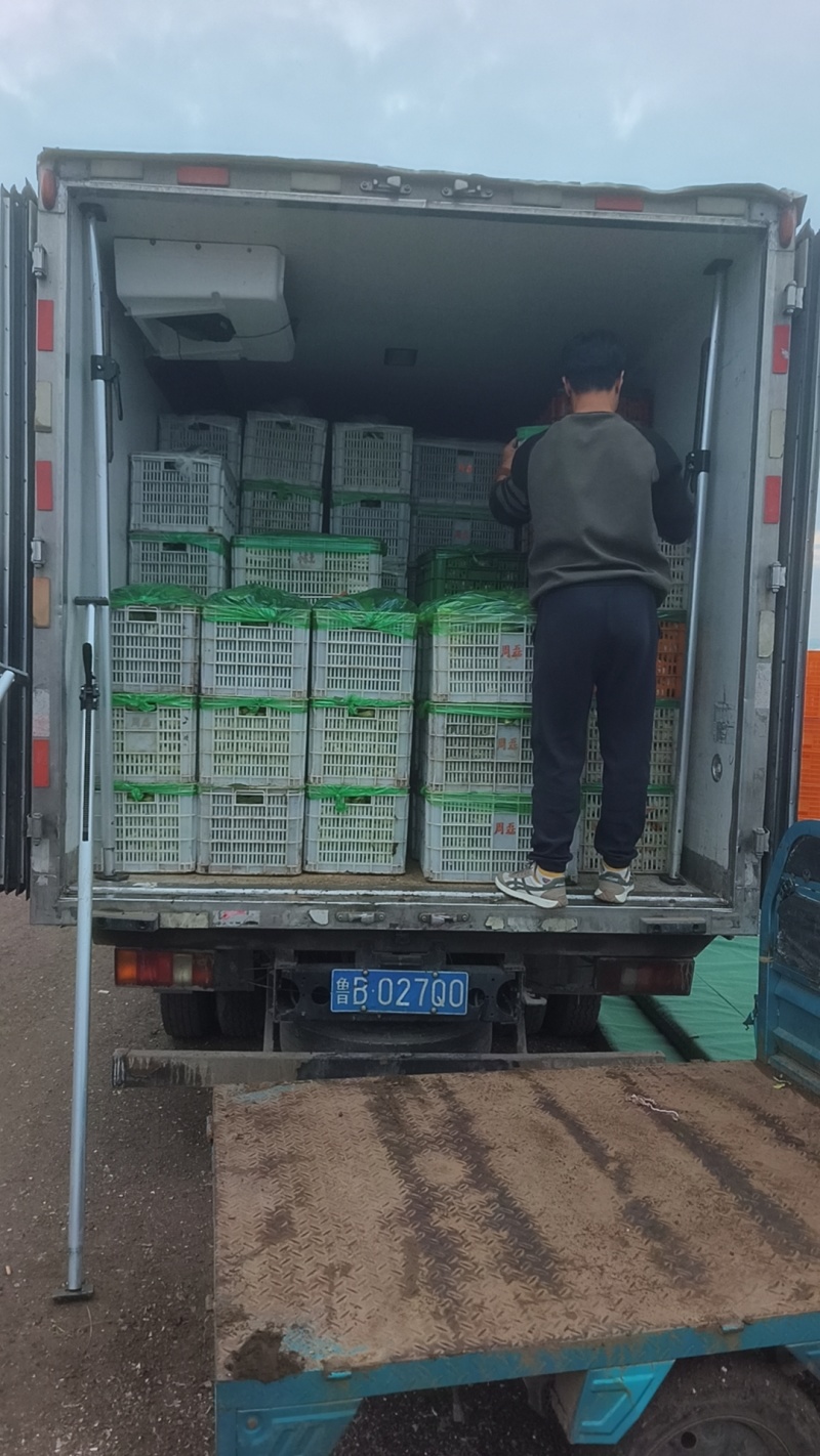 大量供应上海青，常年有货