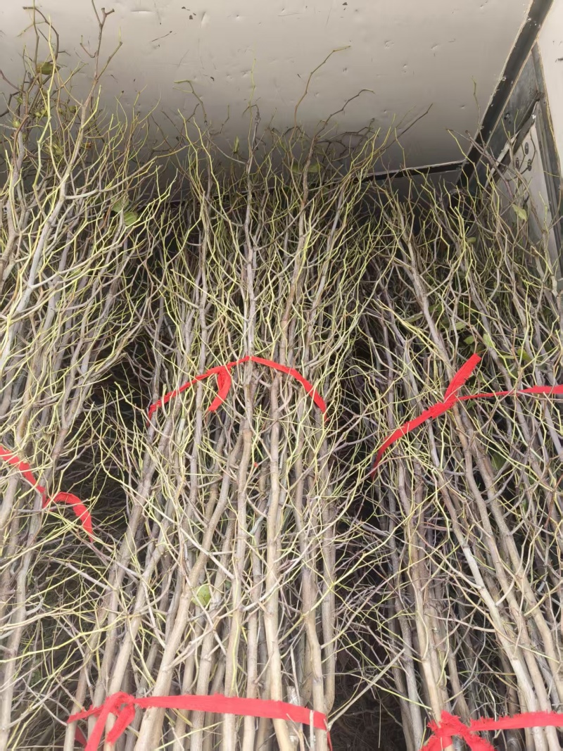 枣树苗，冰糖脆枣，蟠枣，冬枣，油蟠枣