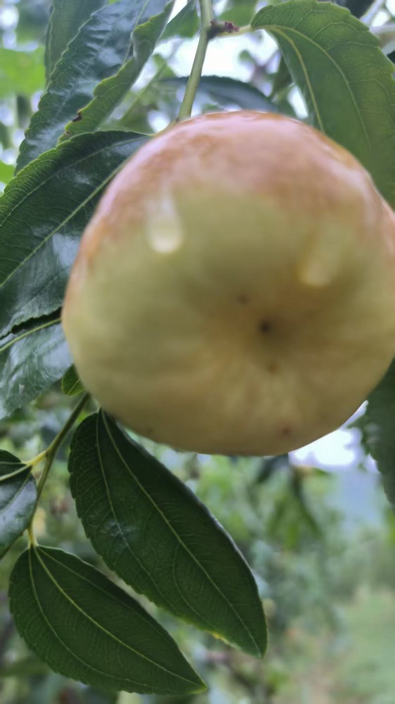 枣树苗，冰糖脆枣，蟠枣，冬枣，油蟠枣