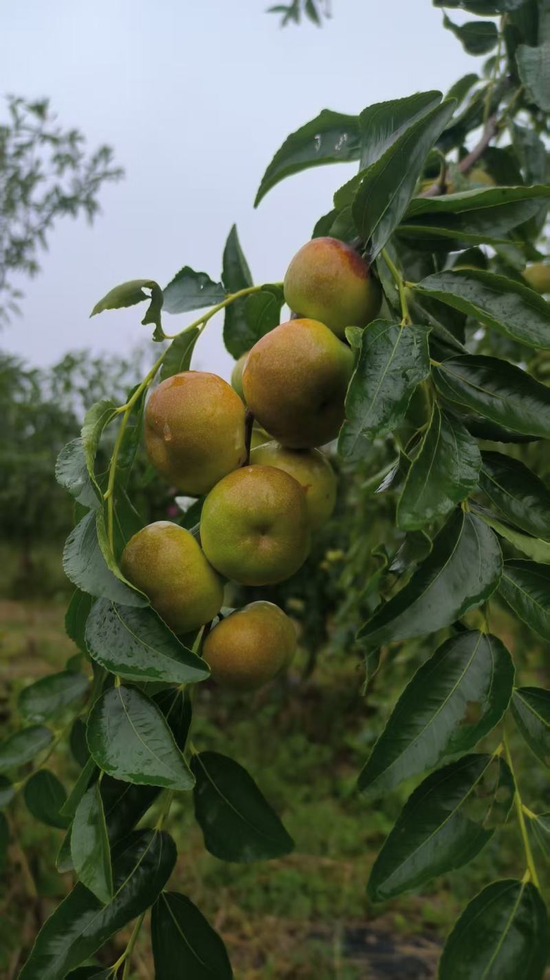 枣树苗，冰糖脆枣，蟠枣，冬枣，油蟠枣
