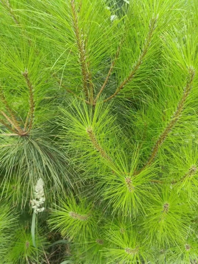 马尾松针