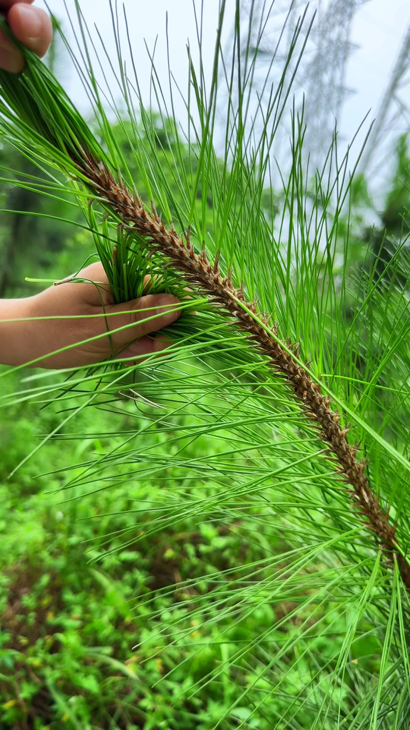 马尾松针