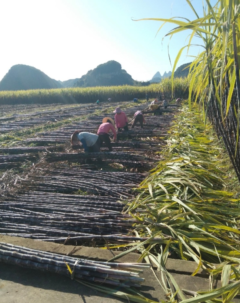 广西桂林甘蔗黑皮甘蔗基地直供量大从优实力代发全国