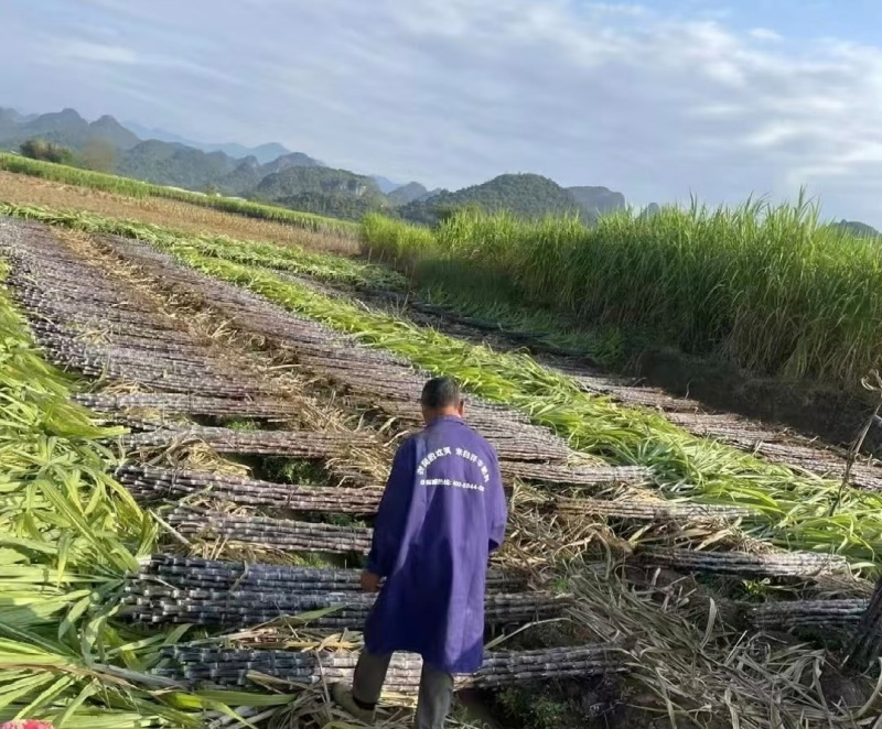 广西桂林甘蔗黑皮甘蔗基地直供量大从优实力代发全国
