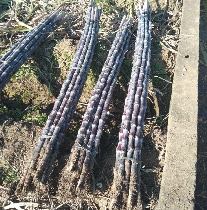 广西桂林甘蔗黑皮甘蔗基地直供量大从优实力代发全国