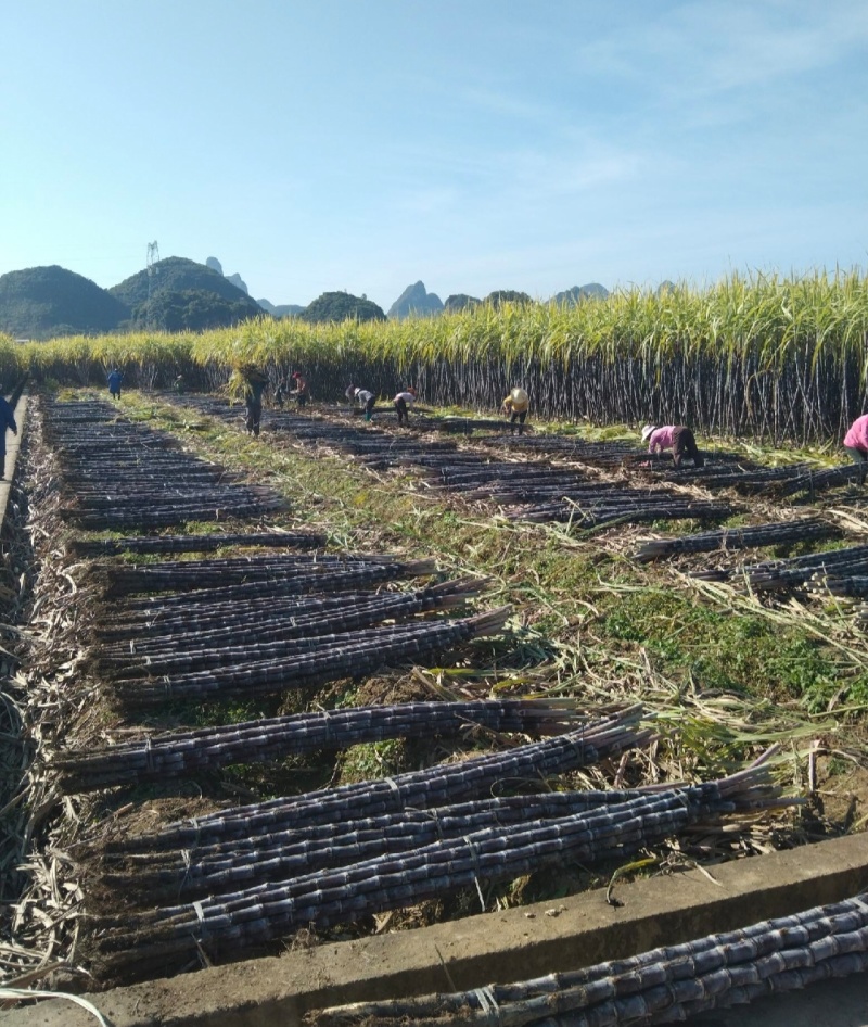 广西桂林甘蔗黑皮甘蔗基地直供量大从优实力代发全国