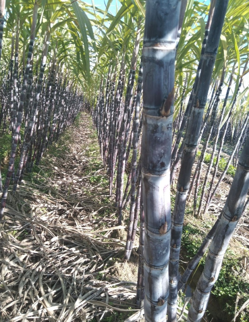 广西桂林甘蔗黑皮甘蔗基地直供量大从优实力代发全国