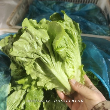 罗马生菜