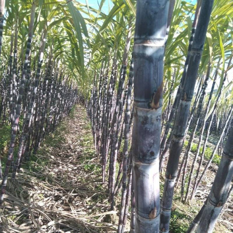 广西桂林甘蔗黑皮甘蔗基地直供量大从优实力代发全国