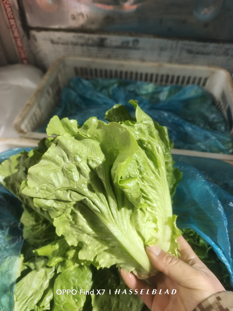 罗马生菜