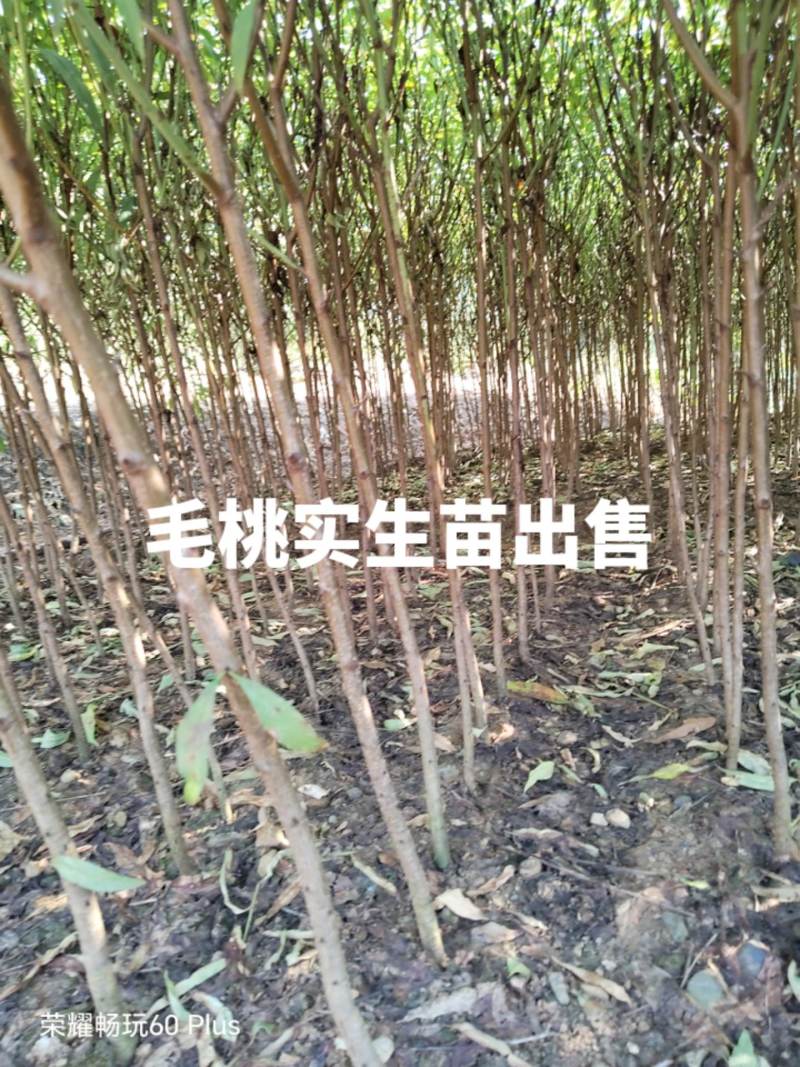 毛桃实生苗