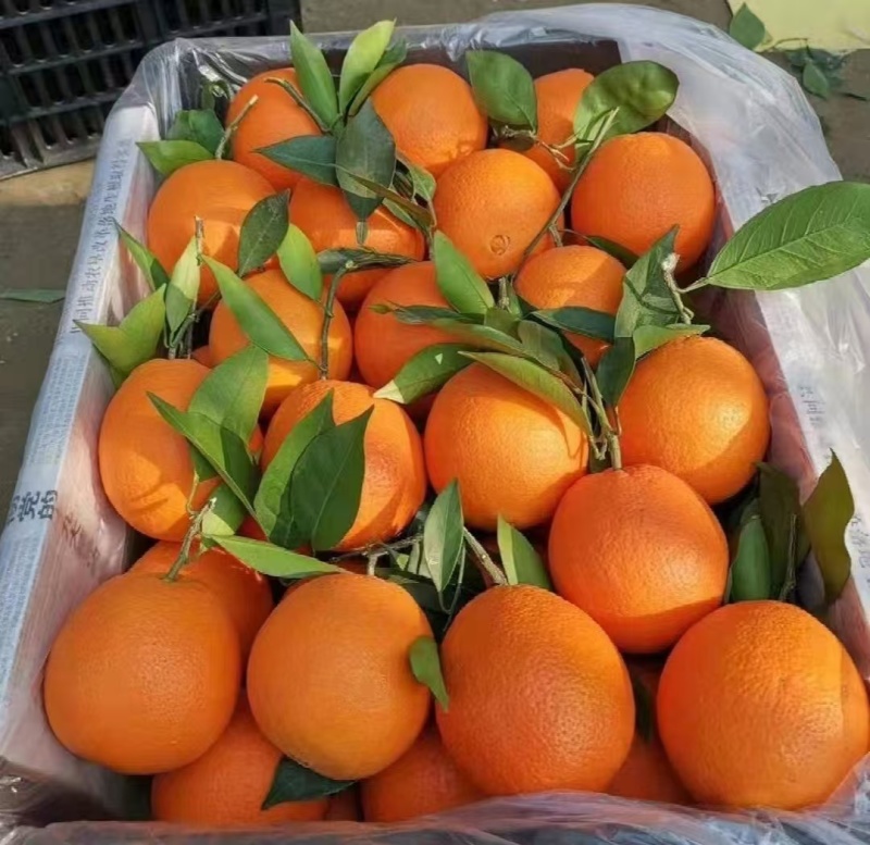 广西精品脐橙纽荷尔脐橙基地直供量大从优实力代发全