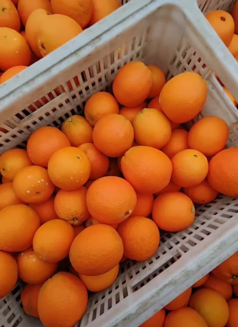 广西精品脐橙纽荷尔脐橙基地直供量大从优实力代发全