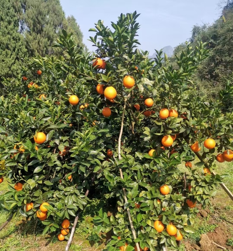 广西精品脐橙纽荷尔脐橙基地直供量大从优实力代发全
