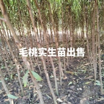 毛桃实生苗