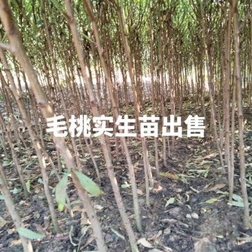 毛桃实生苗