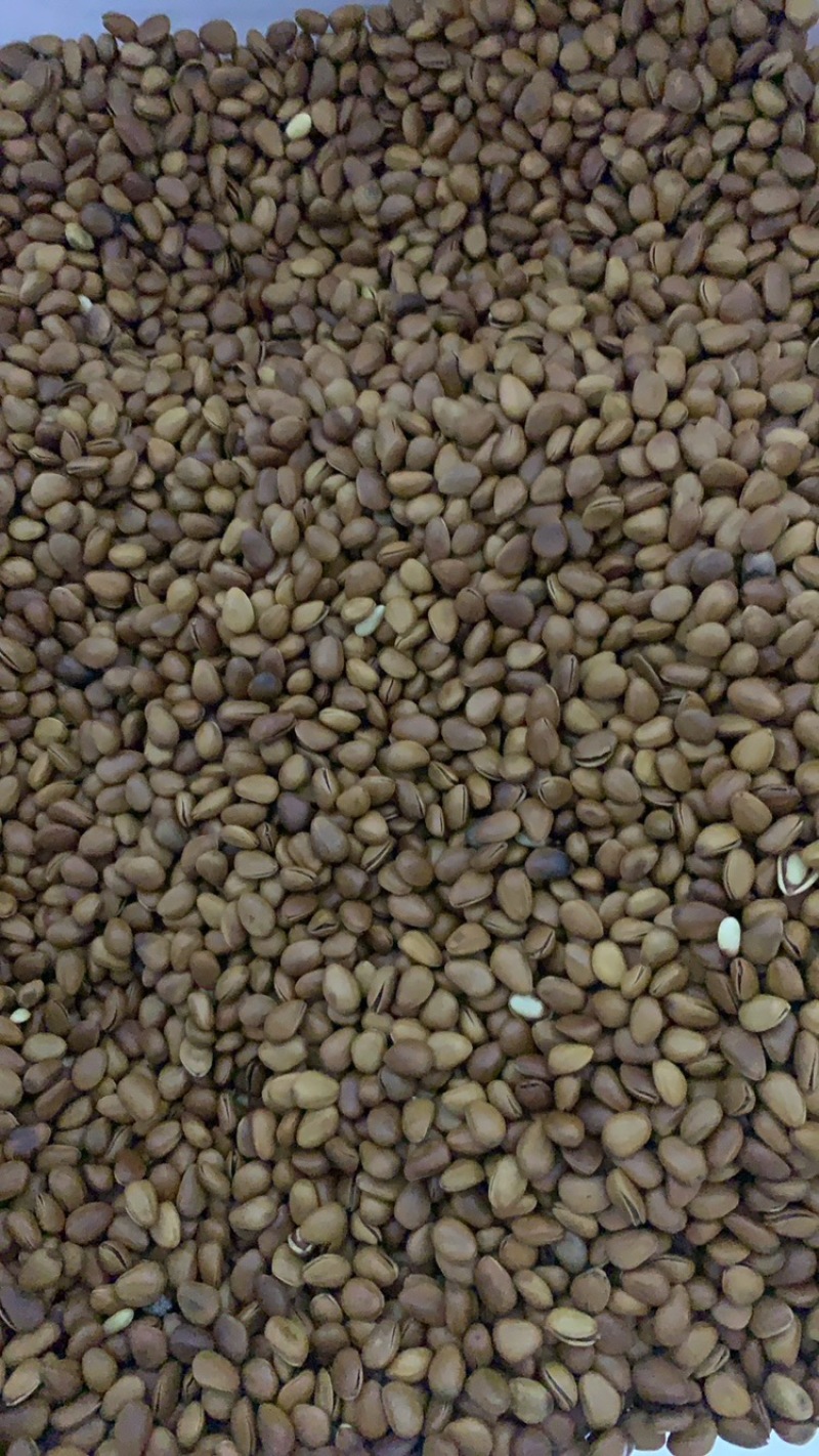夏威夷果现货批发代发量大优惠