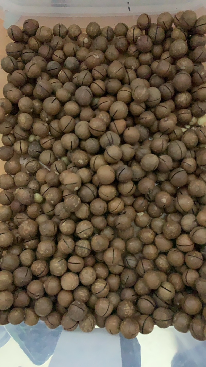 夏威夷果现货批发代发量大优惠