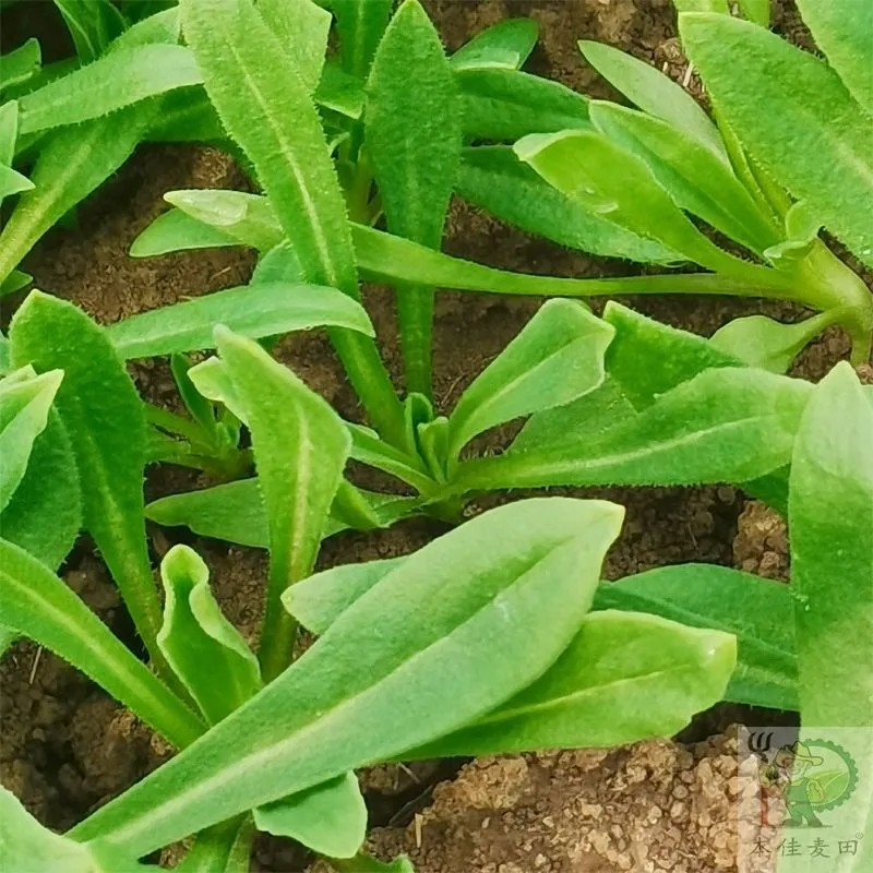 河南夏邑县面条菜